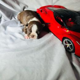 K - Seal and white male Boston Terrier puppy in London, Kentucky from Puppy Love
