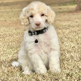 Mr. Black Collar - Cream male Poodle puppy in Screven, Georgia from Dreamland Standard Poodles