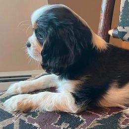 Cavalier King Charles Spaniels from McMahon's Cavalier King Charles Spaniels