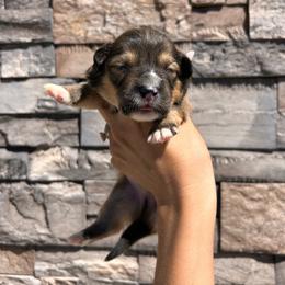 Jettson - Sable male Pembroke Welsh Corgi puppy in Benjamin, Utah from Nuna’s  Corgis