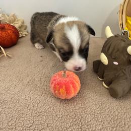 Wonder Woman - Sable female Pembroke Welsh Corgi puppy in Millsap, Texas from Punchy Pembroke Ranch