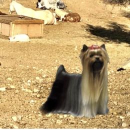 Yana - Yorkshire Terrier