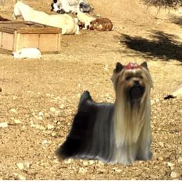 Yana - Yorkshire Terrier