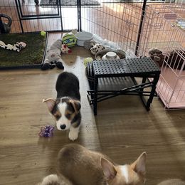 Pembroke Welsh Corgi Puppies from Shenanigans Ranch