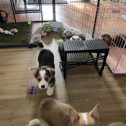 Pembroke Welsh Corgi Puppies from Shenanigans Ranch