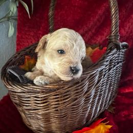 Im Your Puppet - Apricot male Poodle puppy in Hemet, California from Vallevistadoodles