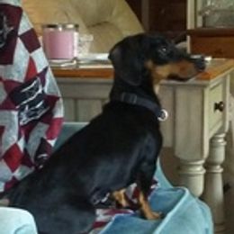 Dachshunds from Kleins Daching Doxies