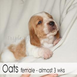 Oats - Red and white female Basset Hound puppy in Jefferson City, Missouri from Triple Hill Farm