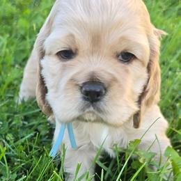Winnifred - Buff female Cocker Spaniel puppy in Platteville, Wisconsin from Elk Grove Cocker Spainels
