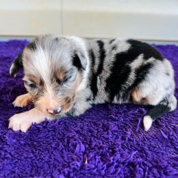 Stella - Blue merle female Australian Shepherd puppy in Charlotte, North Carolina from Awesome Aussies