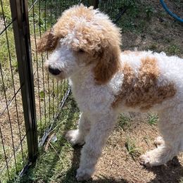 Mozzie - Poodle
