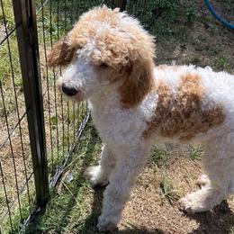 Mozzie - Poodle