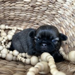 Gigi- AKC - Sable female Shih Tzu puppy in Trinity, North Carolina from Trinity Shih Tzu