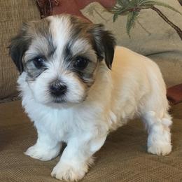 Havanese Puppies from LUCKY HAVANESE