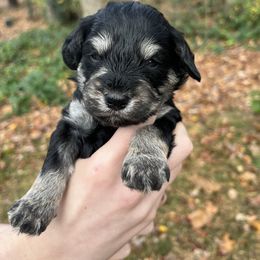 Schnoodle Boy, 3rd Pick - Black and white male Schnoodle puppy in Fredericksburg, Virginia from Growing Puppies