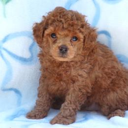 Mateo - Red  male Poodle puppy in Hurricane Mills, Tennessee from Scenic Hills Kennels