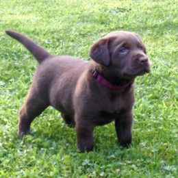 Labrador Retrievers from S & P Labradors