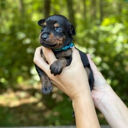 Girl - Blue Collar - Doberman Pinscher puppy from Wizard Ost Revolution kennel