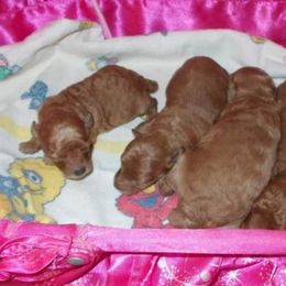 Poodle Puppies from Lowry Toy Poodles