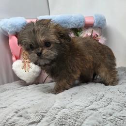 Midwest Mini Amaretto - Sable female Mi-Ki puppy in Clearwater, Kansas from Midwest Mini Mi-kis