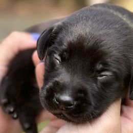 Green Male - Black Labrador Retriever puppy in St Matthews, South Carolina from Beaver Creek Kennels