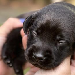 Green Male - Black Labrador Retriever puppy in St Matthews, South Carolina from Beaver Creek Kennels