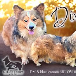 Mill Creek's Diva - Sable female Pembroke Welsh Corgi puppy in Taylorsville, North Carolina from Mill Creek’s Pembroke Welsh Corgis and French Bulldogs