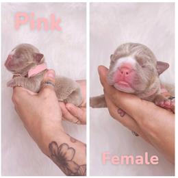 Pink collar - Lilac tri-color female Bulldog puppy in Seattle, Washington from Authentic Bullys