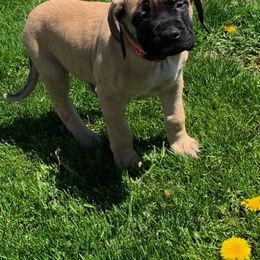 Mastiff Puppies from Eagle Pond Mastiffs