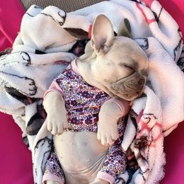 French Bulldog Puppies from Bourbon Country Bullies