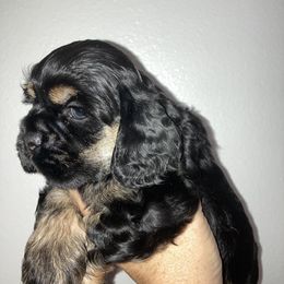 Cocker Spaniel Puppies from Doc's Cockers