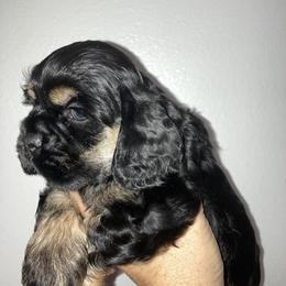 Cocker Spaniel Puppies from Doc's Cockers
