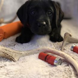 Labrador Retriever Puppies from Knotty Creek Labradors