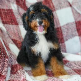 Sears (socialization program student) - Tri-color male Bernedoodle puppy in Dundee, Ohio from Down Home Doodle