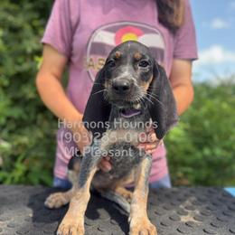 Daisy - Blue ticked and tan female Bluetick Coonhound puppy in Mount Pleasant, Texas from Harmons Hounds