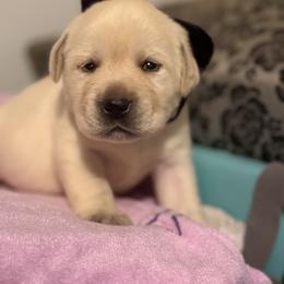 Labrador Retriever Puppies from Flashylabs AKC GRAND CHAMPION SIRED