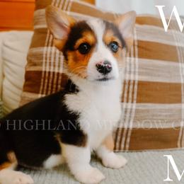 Wally - Black and tan male Pembroke Welsh Corgi puppy in Bend, Oregon from Highland Meadow Corgis