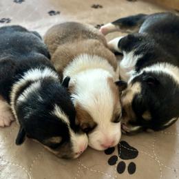 Pembroke Welsh Corgi Puppies from Trowbridge Corgis