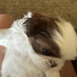 Shih Tzu Puppies from Puddle Jumpers Shih Tzus