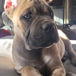 Cane Corso Puppies from RRR Corsos