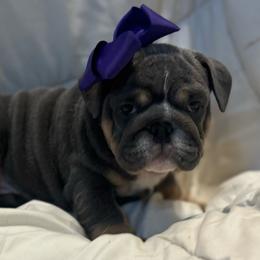 Stella - Blue tri-color female Bulldog puppy in Lakeland, Florida from Fur Love And Puppies