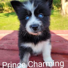 Pomsky Puppies from Paw-lenty of Pomskies