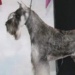 Miniature Schnauzers from DOW Miniature Schnauzers