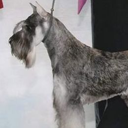 Miniature Schnauzers from DOW Miniature Schnauzers