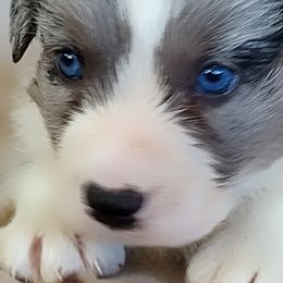 Maestro - Cardigan Welsh Corgi puppy from Victory Crown