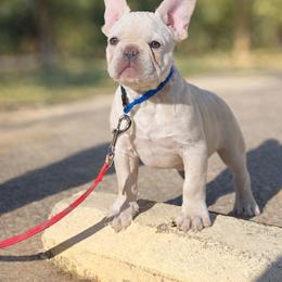 Bam-Bam - Cream male French Bulldog puppy in Murphy, Texas from Mathew Household Frenchies