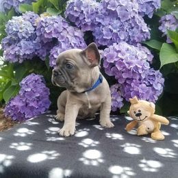 French Bulldog Puppies from Blue Cedar Kennels