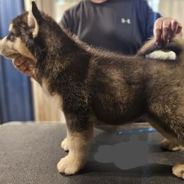 Alaskan Malamute Puppies from Coon Creek Alaskan Malamutes