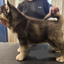 Alaskan Malamute Puppies from Coon Creek Alaskan Malamutes