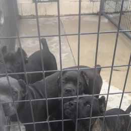 Females of 3 - Gray brindle female Cane Corso puppy in Lewisville, Denton County, Texas from Trained To Go Corso Kennels (T.T.G. Corso Kennels)